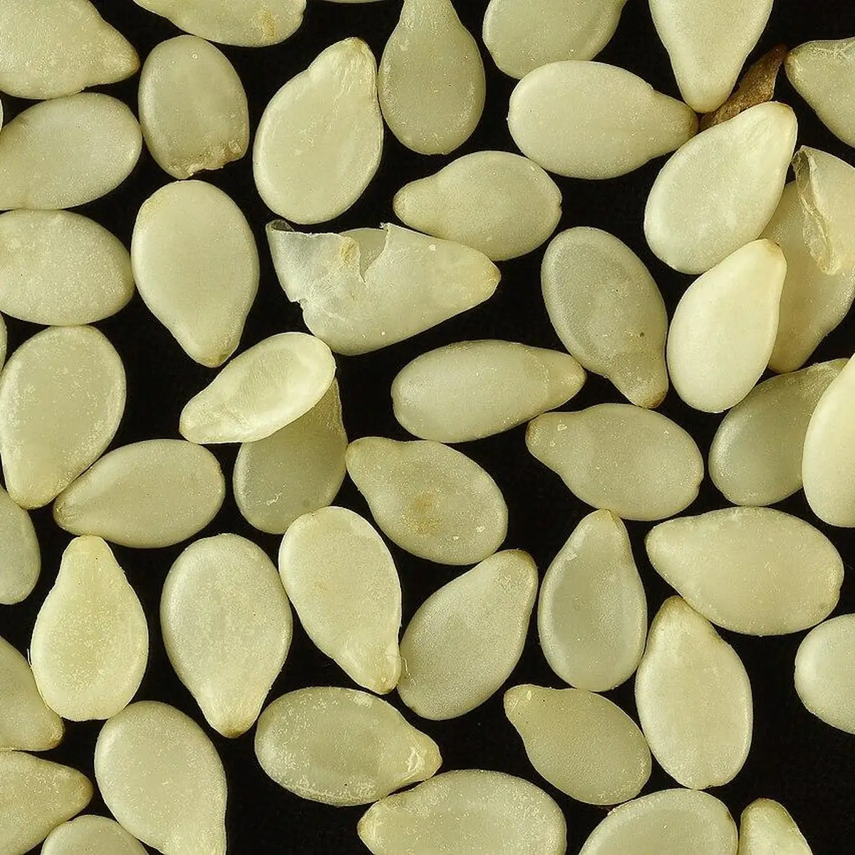 Graines de sésame blanc 250 g
