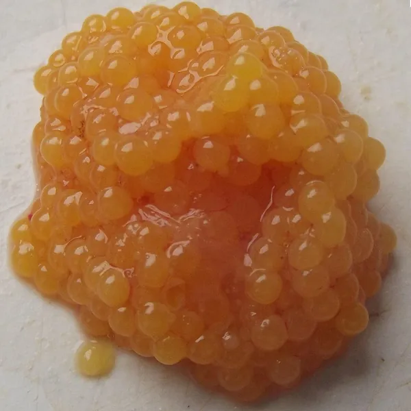 Orange masago 500 g