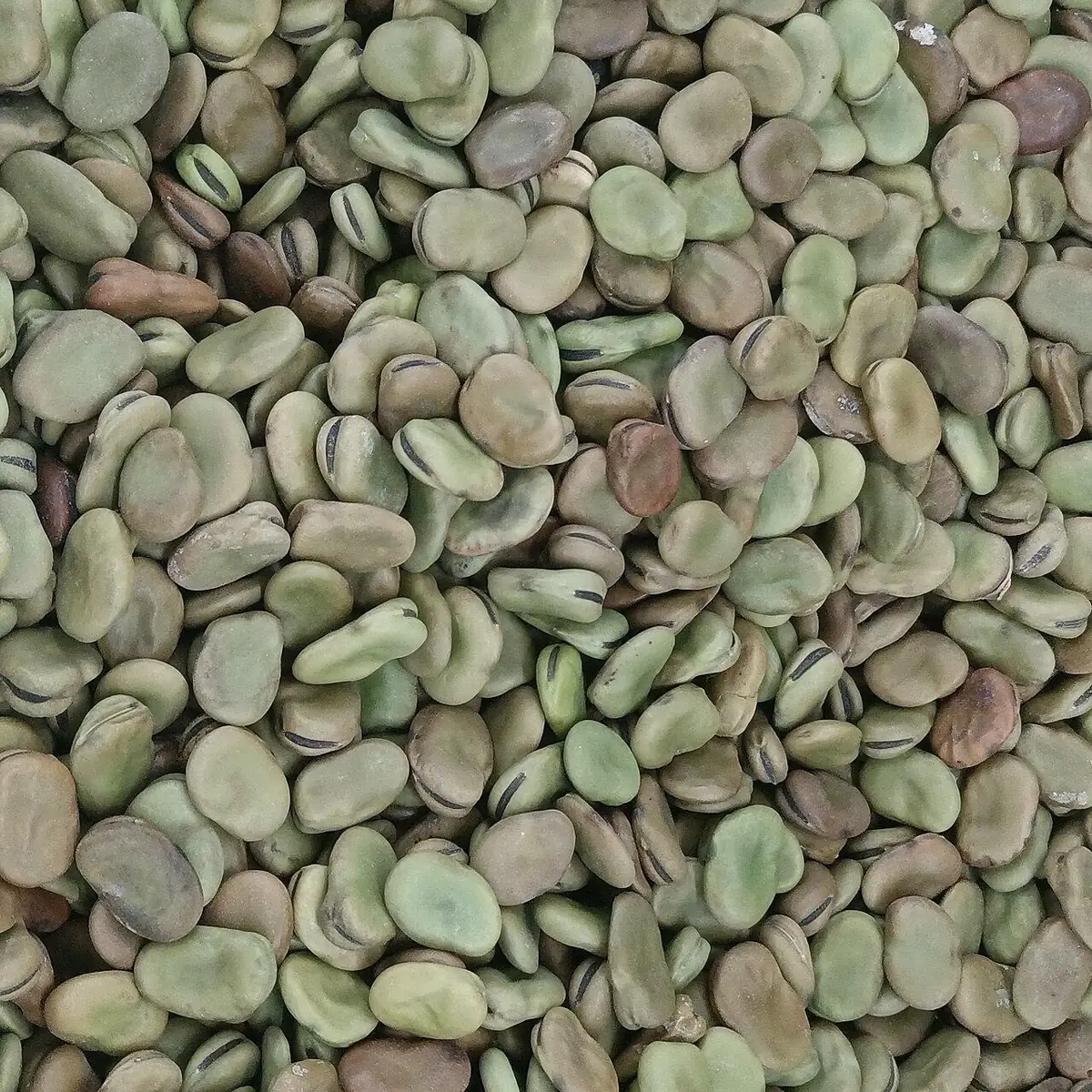 Milady — Fèves sèches 1 kg