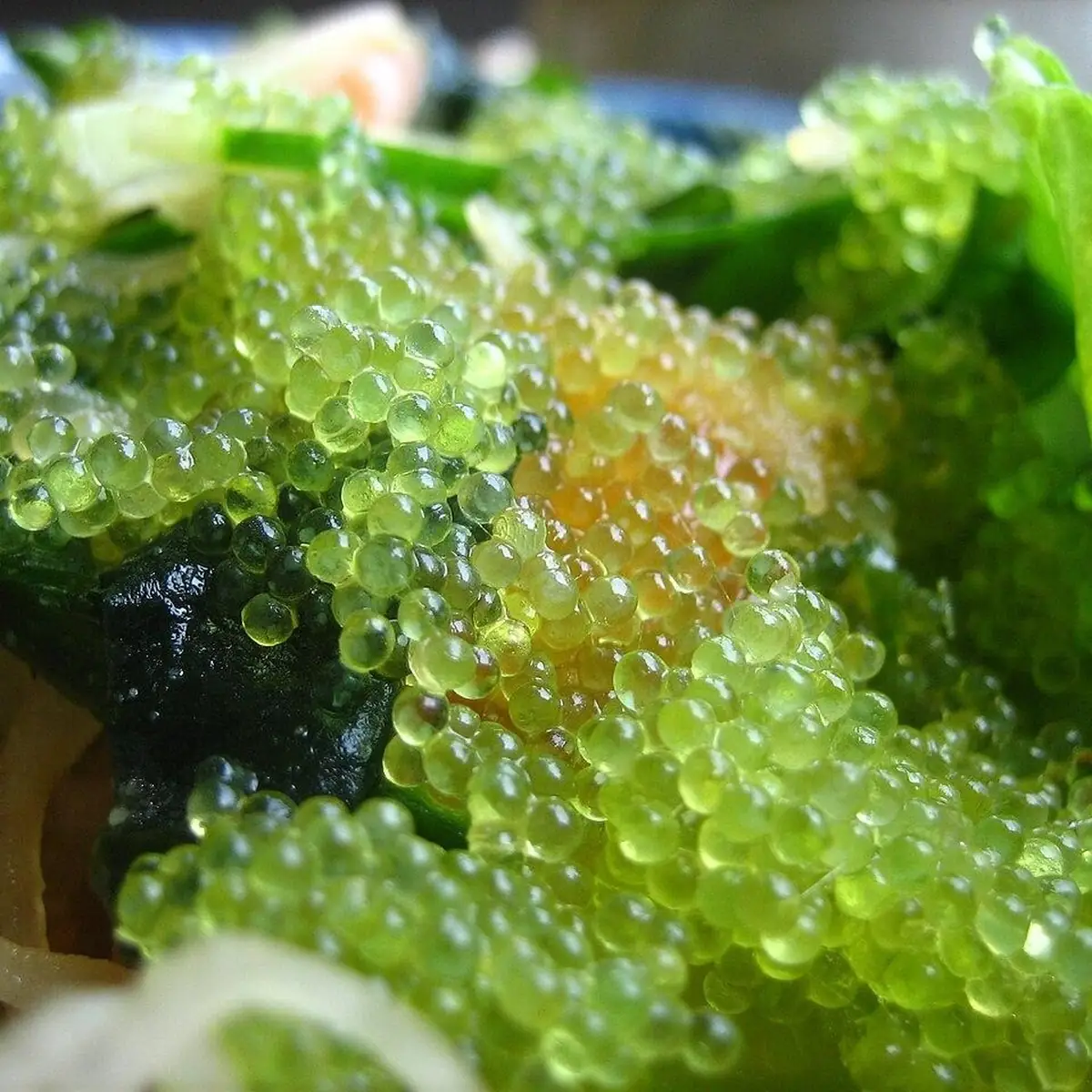 Royal Iceland — Tobiko wasabi (vert)